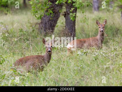 Roe déers dans une forêt. Banque D'Images