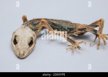 Petit lézard mort séché montrant son squelette isolé sur blanc. Banque D'Images