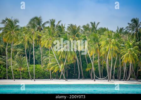 Palmiers à noix de coco sur la plage de l'île de Lankanfinolhu, Maldives Banque D'Images