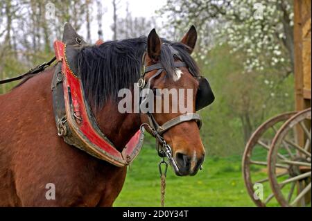 Harnaché Cob Normand Horse Banque D'Images
