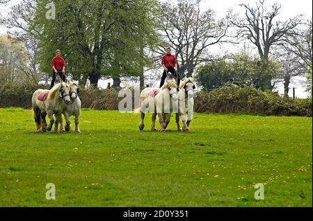 Chevaux de trait Percheron, formation, Normandie Banque D'Images