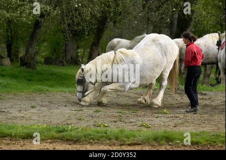 Chevaux de trait Percheron, formation, Normandie Banque D'Images