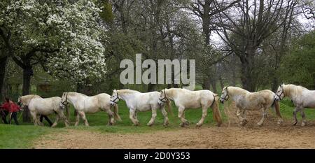 Chevaux de trait Percheron, formation, Normandie Banque D'Images
