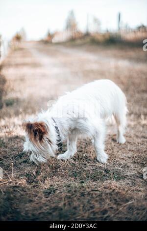 Le chien drôle à fourrure blanche se tient sur l'herbe et regarde sur le côté. Photo d'orientation verticale Banque D'Images