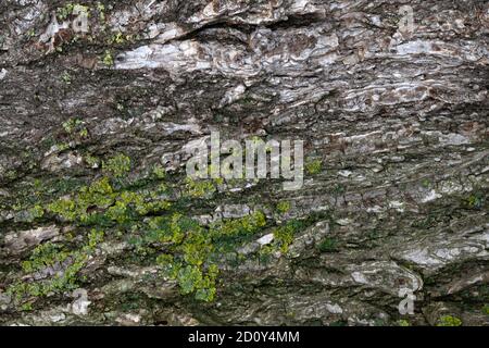 image d'une section d'écorce d'orme ancienne pour un arrière-plan ou texture Banque D'Images