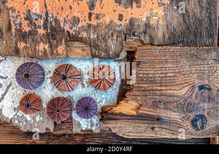 Une demi-douzaine. Six coquilles d'oursin rouge et mauve reposent sur des morceaux de bois abîmés portés par la mer, probablement des restes de bateaux en contrebas. J'ai bien Banque D'Images