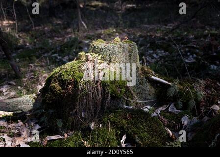 nouvelle fougère poussant sur l'arbre mort Banque D'Images