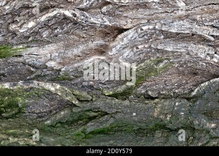 image d'une section d'écorce d'orme ancienne pour un arrière-plan ou texture Banque D'Images