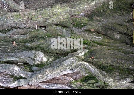 image d'une section d'écorce d'orme ancienne pour un arrière-plan ou texture Banque D'Images