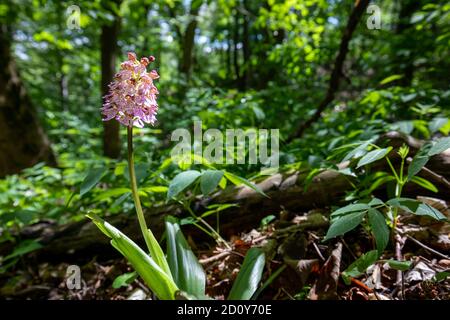 Lady Orchid dans son habitat naturel en Basse-Autriche Banque D'Images