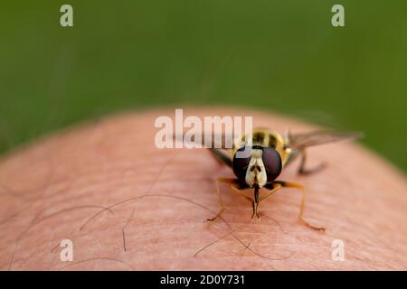 Portrait d'une grande mouche du tigre (Helophilus trivittatus) assis sur un genou humain Banque D'Images