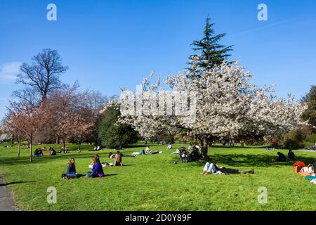 Londres, Royaume-Uni, 1er avril 2012 : Regents Park avec une fleur de cerisier blanc de prunus en pleine fleur avec un ciel de printemps bleu qui est un p populaire Banque D'Images
