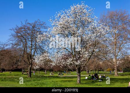 Londres, Royaume-Uni, 1er avril 2012 : Regents Park avec une fleur de cerisier blanc de prunus en pleine fleur avec un ciel de printemps bleu qui est un p populaire Banque D'Images