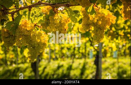 Raisins blancs suspendus de vigne verdoyante, arrière-plan de vignoble. Banque D'Images