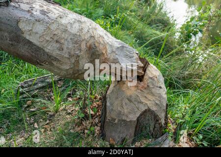 Beaver Gnaw marque sur un arbre haché à l'allemand rivière Dahme dans le Brandebourg Banque D'Images