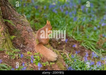L'écureuil roux, Sciurus vulgaris, à la base d'un pin écossais avec Bluebells en arrière-plan, Dumfries & Galloway, Écosse Banque D'Images