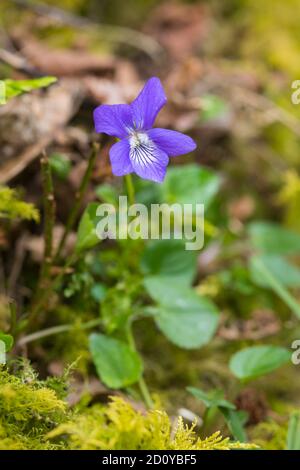 Chien-violet commun, Viola riviniana, dans les bois, Dumfries & Galloway, Écosse Banque D'Images