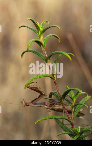 Mâle brun de Mantis européen (Mantis religiosa) suspendu à l'envers sur une plante cistus sp. Contre un fond naturel hors foyer. Arrabida naturel Banque D'Images