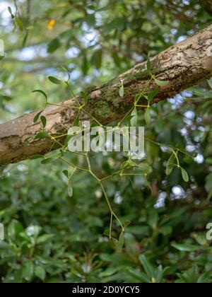 Mistletoe aka Viscum album poussant sur l'arbre de pomme. ROYAUME-UNI. Banque D'Images