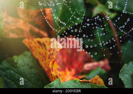 Les gouttes d'eau capturées dans une toile d'araignée brillent à la lumière du jour après la pluie. L'automne laisse le fond. Banque D'Images