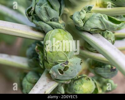 Choux de Bruxelles , maladie et trous dans les feuilles endommagées, Brassica oleracea var. Gemmifera Banque D'Images