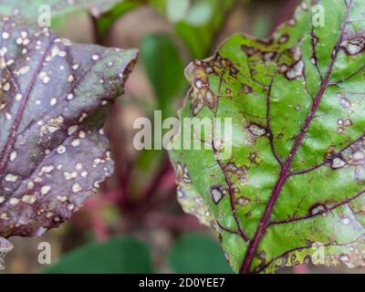 Cercospora beticola taches blanches sur des feuilles de bette à carde rouge Banque D'Images