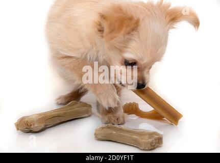 Os et bâtons de chienne. Chiot beige. Banque D'Images