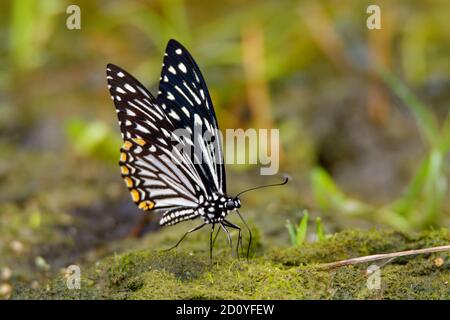 Le MIME commun - Chalasa clytia ou Papilio clytia, papillon à queue jaune trouvé dans le sud et le sud-est de l'Asie, sous-genre Chalasa, le swallo à corps noir Banque D'Images