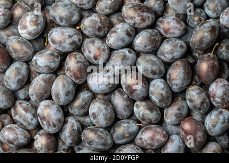 Beaucoup de fruits frais de prunes bleues. Texture du fond des prunes bleu frais. Gros plan, vue de dessus Banque D'Images