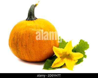 Citrouille avec feuilles et fleurs isolées sur fond blanc Banque D'Images