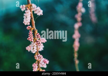 Close-up de certains bourgeons rose de tamarix chinensis accroché sur une branche Banque D'Images