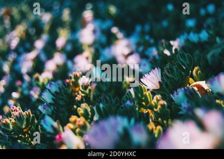 Close-up of a pris fleur Delosperma cooperi au niveau du sol Banque D'Images