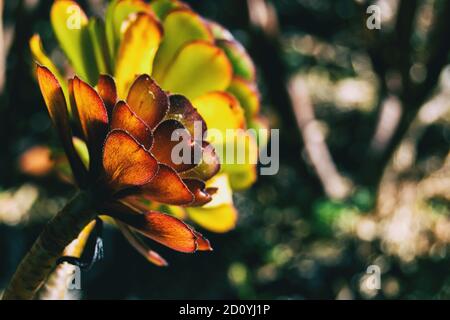 Détail d'un aeonium arboreum prises par le côté éclairé par la lumière du soleil Banque D'Images