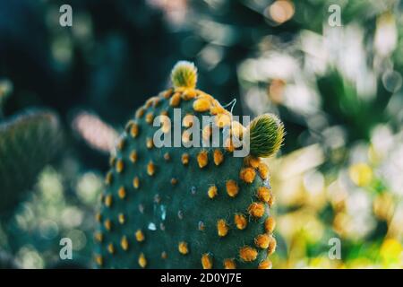 Close-up d'un cactus Opuntia microdasys avec deux boutons sur le dessus Banque D'Images