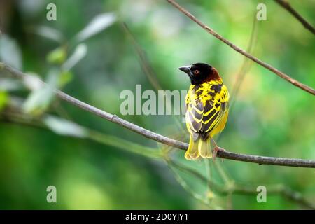 Oiseau de tisserand à tête noire, ploceus-melanocephalus, mâle adulte, perché sur une branche sur un fond de feuillage vert doux. Espace pour le texte. Banque D'Images