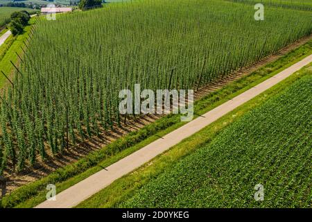 Vue aérienne des champs de houblon en Bavière, Allemagne Banque D'Images