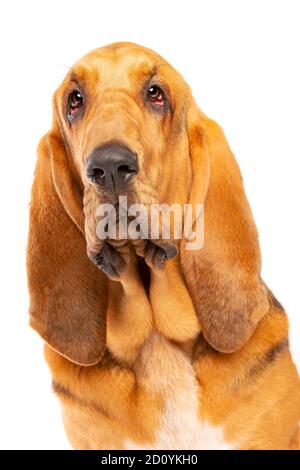 chien de sang devant un fond blanc Banque D'Images