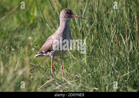 Redshank (Tringa totanus) Dans un saltmarais près de Dangast, dans le nord-ouest de l'Allemagne Banque D'Images