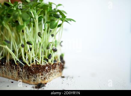 Microgreens tournesol sur fond blanc, pousses de mini-tournesol de Vega, concept de saine alimentation croissante, graines de tournesol Spréd, substrat de sol Banque D'Images