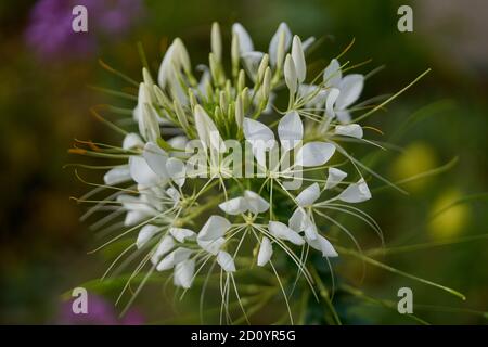 Cleome serrulata (syn. Peritoma serrulata), communément connu sous le nom de Beeplant/Beeweed des montagnes Rocheuses, Clover-piquer,[1] fleur d'araignée d'abeille,[2] mouffette,[3 Banque D'Images