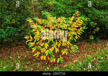 Le Bush Laurel change lentement de couleur en automne dans le parc Endcliffe à Sheffield. Banque D'Images