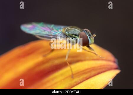 Photo macro de l'aéroglisseur sur le pétale de fleur orange montrant les détails de sa tête Banque D'Images
