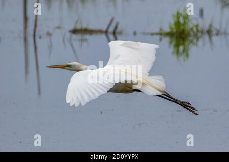 Super Egret blanc en vol au-dessus de l'étang Banque D'Images