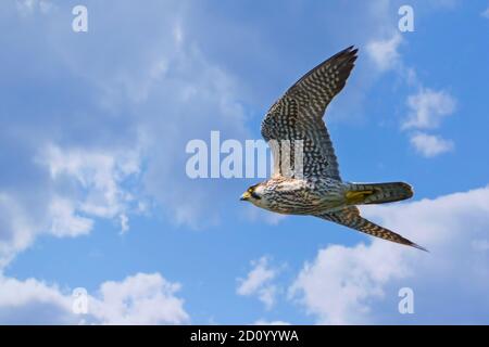 Gros plan de Pigeon Hawk en vol Banque D'Images