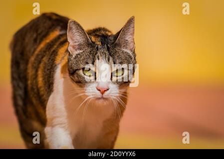 une photo de mon petit chat posant pour moi Banque D'Images
