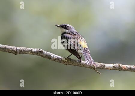 Gros plan horizontal de la paruline jaune rumpée sur la branche de l'arbre Banque D'Images