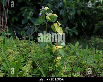 Billy chèvre-adventices ou chick adventices (Ageratum conyzoides) dans les feuilles vertes et jaunes en raison de troubles génétiques, herbe annuelle Banque D'Images