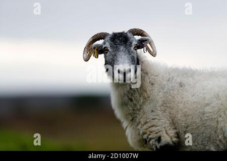 Un mouton à face noire sur les landes dans la région de Niddoyre Du Yorkshire du Nord Banque D'Images