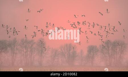 Les Oies des neiges voguent sur le terrain en rose brouillard lumière orange au coucher du soleil Banque D'Images