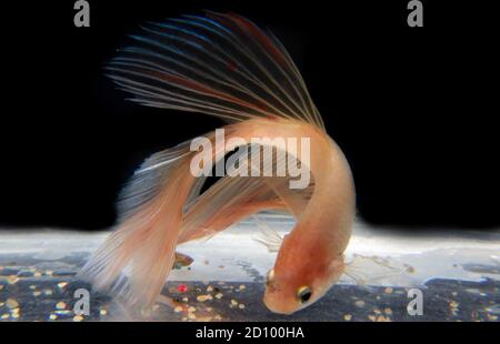 poisson de betta avec fond noir isolé de couleur rose transparente Banque D'Images